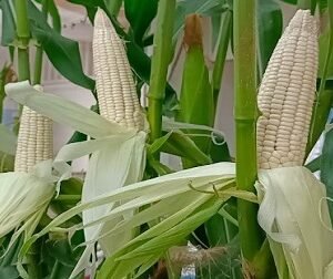 wholesale white maize