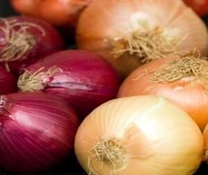 Bulk onion wholesaler