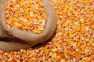 Wholesale Yellow Maize