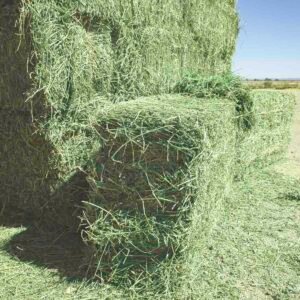 Alfalfa Hay Wholesale