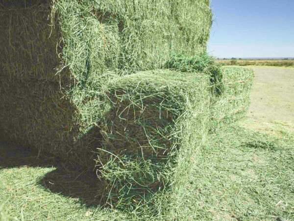 Alfalfa Hay Wholesale